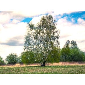 Breza previsnutá (Betula Alba Pendula) - výška 200-250 cm, obvod kmeňa: 6/8 cm, kont. C30L - VIACKMENNÁ